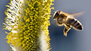 Eine Biene fliegt ein blühendes Weidenkätzchen an.