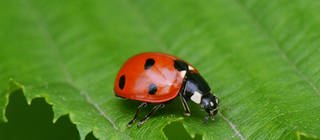 Ein Marienkäfer sitzt auf einem Blatt